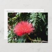 Carte Postale Fleur rouge - Calliandra (Devant / Derrière)