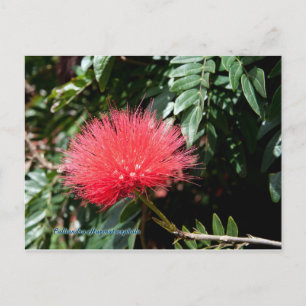 Carte Postale Fleur rouge - Calliandra