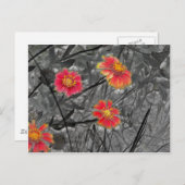 Carte Postale Fleur rouge douce (Devant / Derrière)