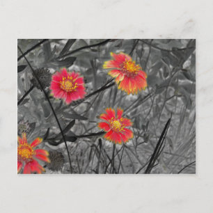 Carte Postale Fleur rouge douce