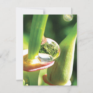 Carte Postale Fleur rouge et verte paisible avec Dew