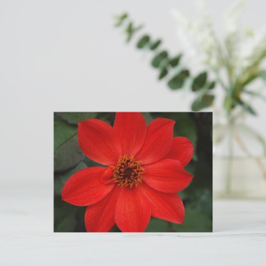Carte Postale Fleur rouge lumineuse (Debout devant)