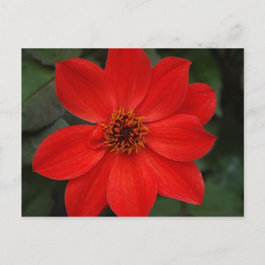 Carte Postale Fleur rouge lumineuse (Devant)