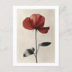 Carte Postale Fleur rouge solitaire