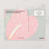 Carte Postale Fleur rouge tropicale (Dos)