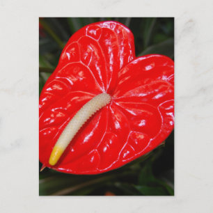 Carte Postale Fleur rouge tropicale