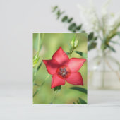 Carte Postale Fleur rouge unique en vert (Debout devant)