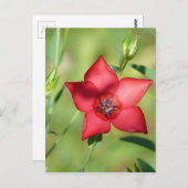 Carte Postale Fleur rouge unique en vert (Devant / Derrière)