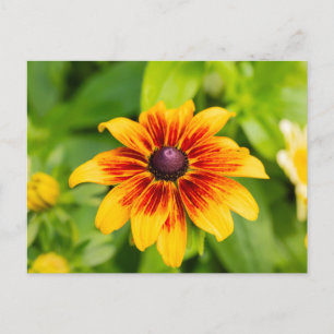 Carte Postale Fleur Rudbeckia