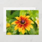 Carte Postale Fleur Rudbeckia (Devant / Derrière)