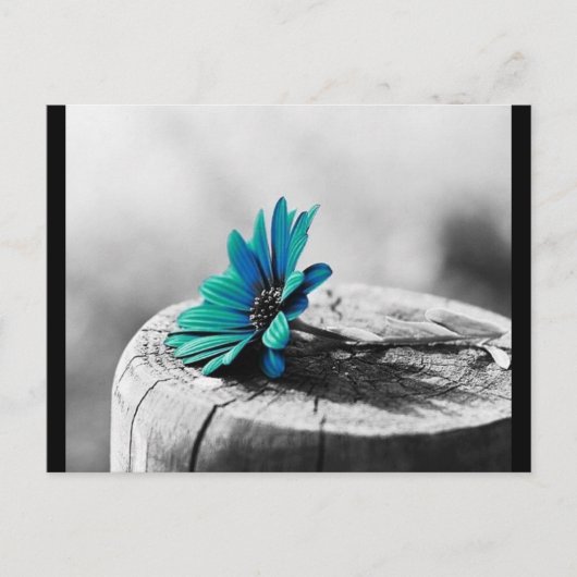 Carte Postale Fleur sarcelle (Devant)