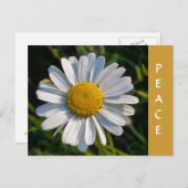 CARTE POSTALE FLEUR SAUVAGE (Devant / Derrière)