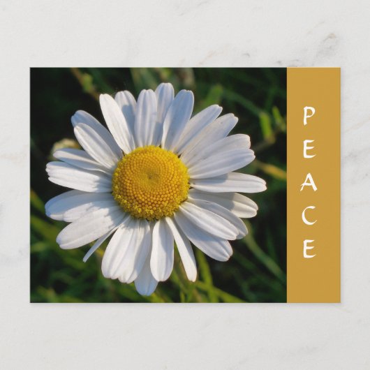 CARTE POSTALE FLEUR SAUVAGE (Devant)