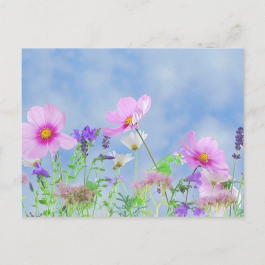 Carte Postale Fleur sauvage (Devant)