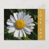 CARTE POSTALE FLEUR SAUVAGE (Devant)