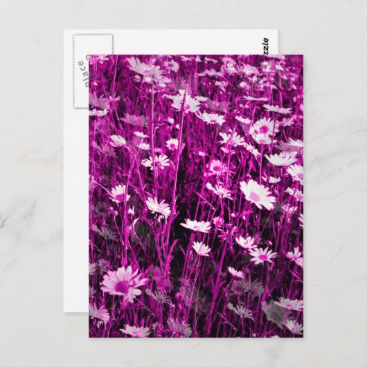 CARTE POSTALE FLEUR SAUVAGE (Devant / Derrière)