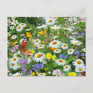 Carte Postale Fleur sauvage