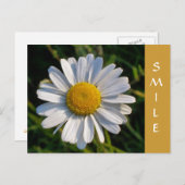 CARTE POSTALE FLEUR SAUVAGE (Devant / Derrière)