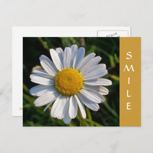 CARTE POSTALE FLEUR SAUVAGE (Devant / Derrière)