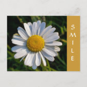 CARTE POSTALE FLEUR SAUVAGE (Devant)