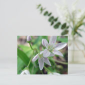 Carte Postale Fleur sauvage (Debout devant)