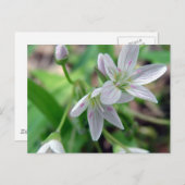 Carte Postale Fleur sauvage (Devant / Derrière)