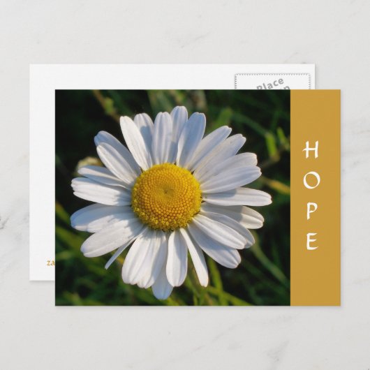 CARTE POSTALE FLEUR SAUVAGE (Devant / Derrière)