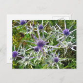 CARTE POSTALE FLEUR SAUVAGE (Devant / Derrière)