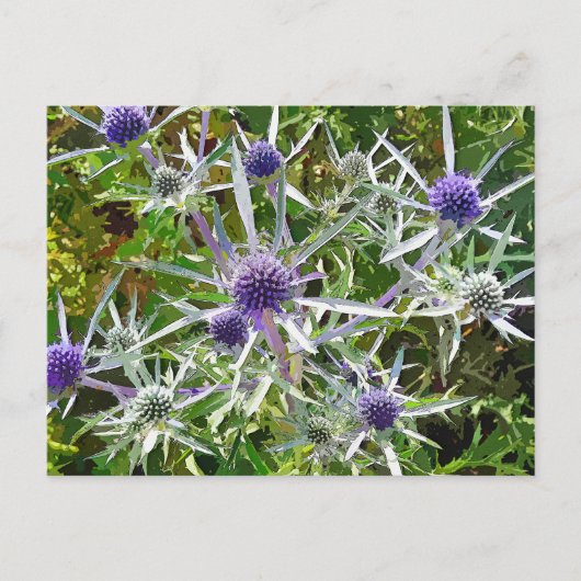 CARTE POSTALE FLEUR SAUVAGE (Devant)