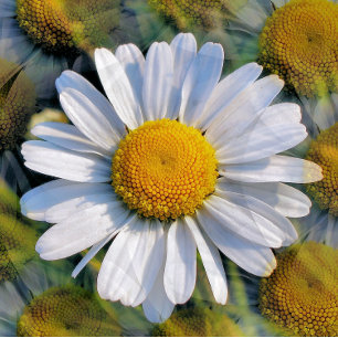 CARTE POSTALE FLEUR SAUVAGE