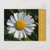 CARTE POSTALE FLEUR SAUVAGE (Devant)