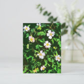 CARTE POSTALE FLEUR SAUVAGE (Debout devant)