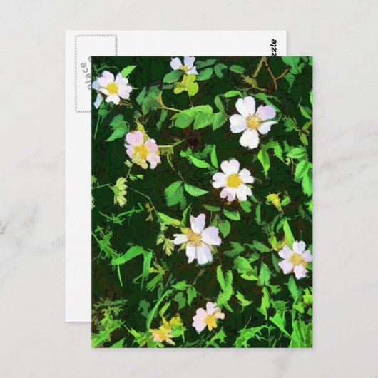 CARTE POSTALE FLEUR SAUVAGE (Devant / Derrière)