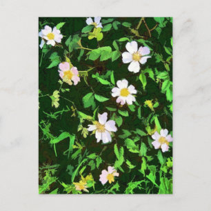 CARTE POSTALE FLEUR SAUVAGE