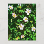 CARTE POSTALE FLEUR SAUVAGE (Devant)