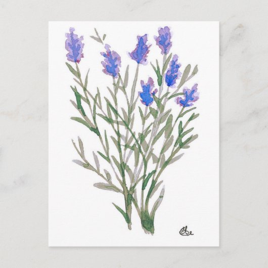 Carte postale fleur sauvage (Devant)