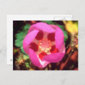 Carte Postale Fleur sauvage à cinq points du désert (Devant / Derrière)