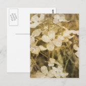 Carte Postale Fleur sauvage à Sepia (Devant / Derrière)