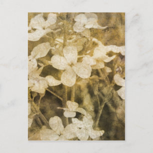 Carte Postale Fleur sauvage à Sepia
