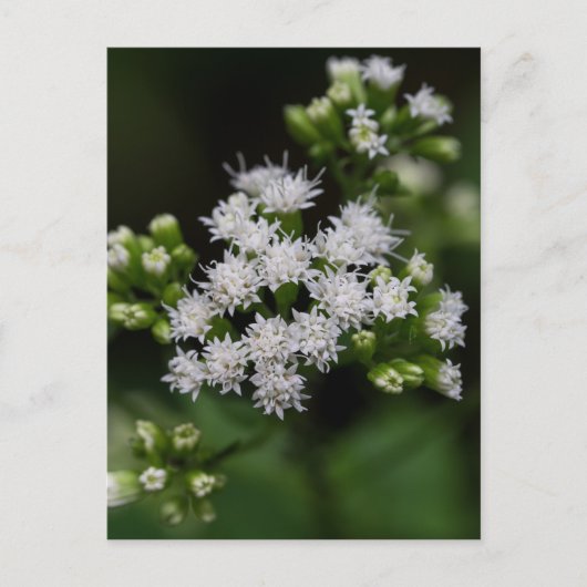 Carte postale Fleur sauvage blanc à fleurs tardive (Devant)