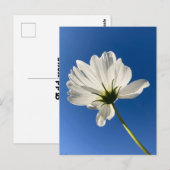 Carte postale Fleur sauvage blanche (Devant / Derrière)