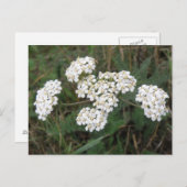 Carte postale fleur sauvage blanche (Devant / Derrière)