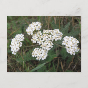 Carte postale fleur sauvage blanche