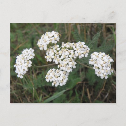 Carte postale fleur sauvage blanche (Devant)