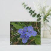 Carte Postale Fleur sauvage Blue Spiderwort Hot Springs AR Cadea (Debout devant)