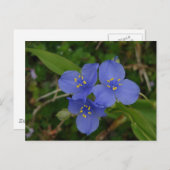 Carte Postale Fleur sauvage Blue Spiderwort Hot Springs AR Cadea (Devant / Derrière)