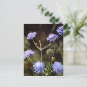 Carte Postale Fleur sauvage : Champ Scabious (Debout devant)