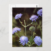 Carte Postale Fleur sauvage : Champ Scabious (Devant / Derrière)