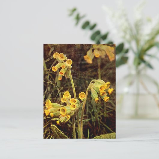 Carte Postale Fleur sauvage : Cowslip (Debout devant)
