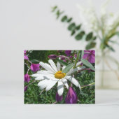 Carte Postale Fleur sauvage Daisy et Fireweed (Debout devant)